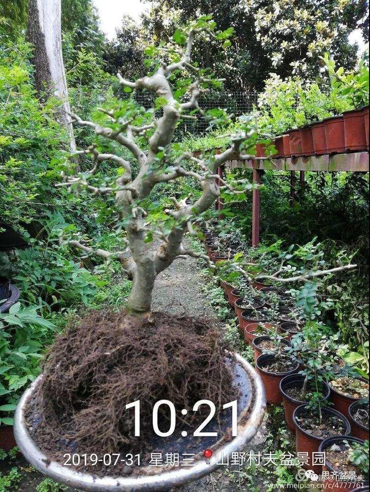 怎么高压繁殖对节白蜡盆景素材