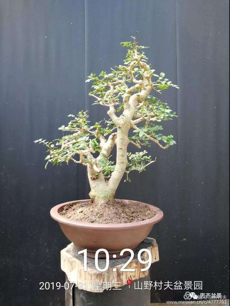 怎么高压繁殖对节白蜡盆景素材