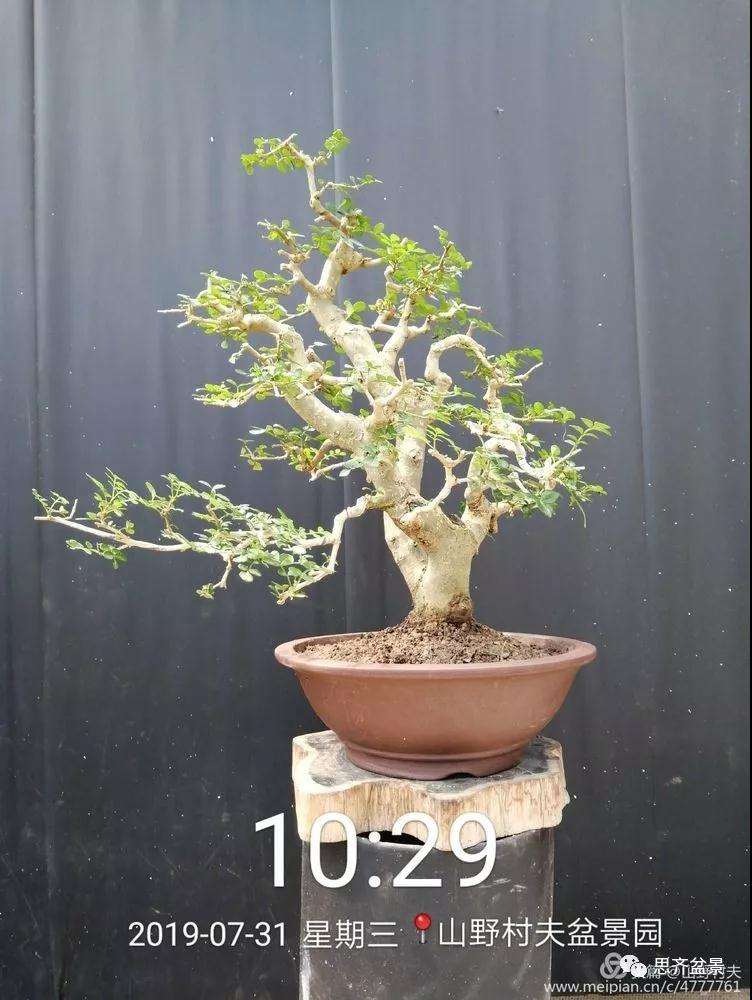 怎么高压繁殖对节白蜡盆景素材