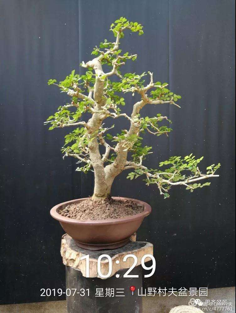 怎么高压繁殖对节白蜡盆景素材