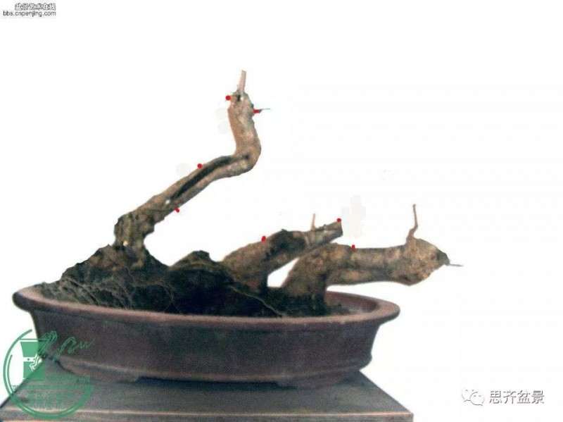 怎么制作多杆临水盆景的方法