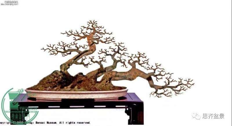 怎么制作多杆临水盆景的方法