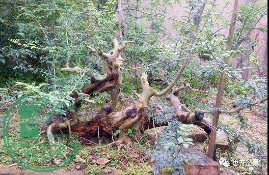 怎么制作多杆临水盆景的方法