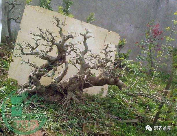 怎么制作多杆临水盆景的方法