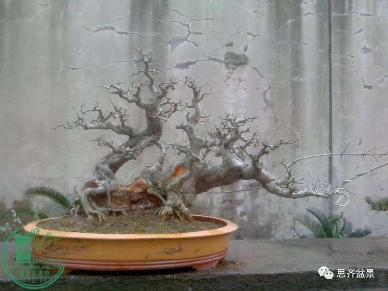 怎么制作多杆临水盆景的方法