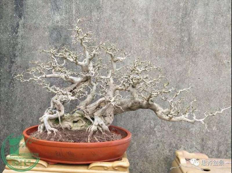 怎么制作多杆临水盆景的方法