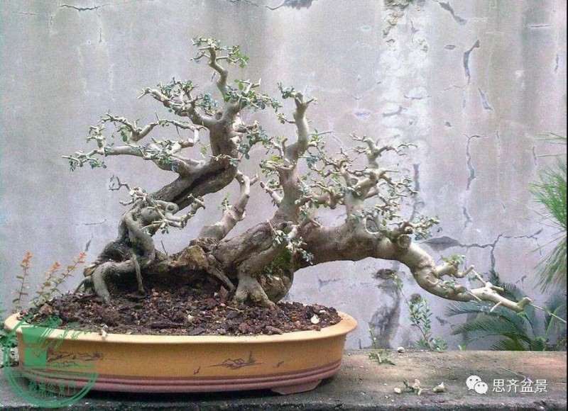 怎么制作多杆临水盆景的方法