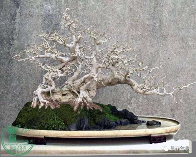 怎么制作多杆临水盆景的方法