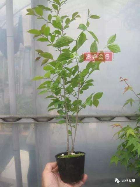 如何将一棵扦插苗培养成矮霸盆景