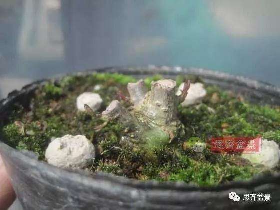 如何将一棵扦插苗培养成矮霸盆景