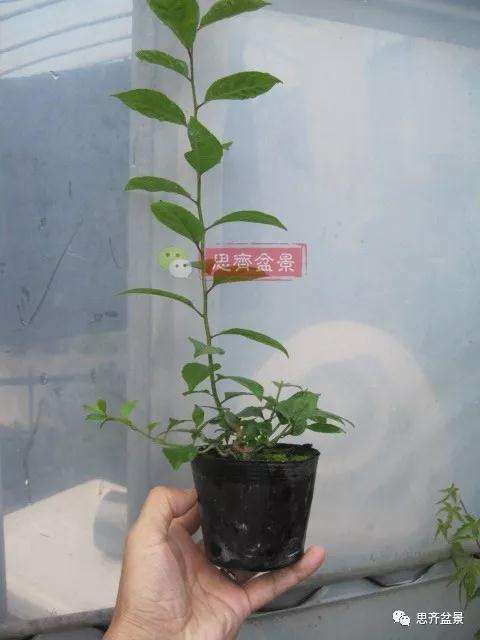 如何将一棵扦插苗培养成矮霸盆景