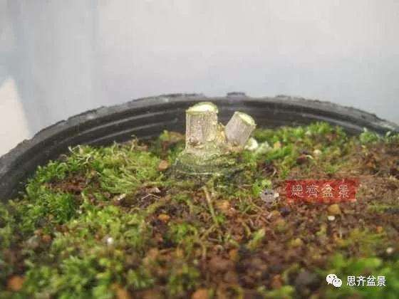 如何将一棵扦插苗培养成矮霸盆景