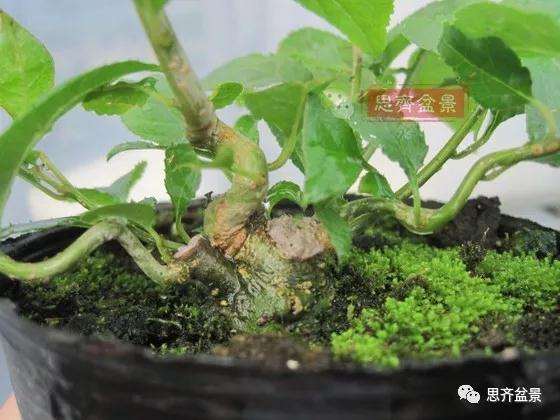 如何将一棵扦插苗培养成矮霸盆景