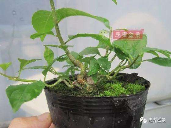 如何将一棵扦插苗培养成矮霸盆景