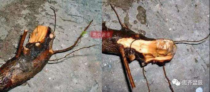 怎么制作丛林山楂盆景的方法