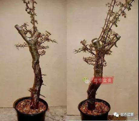 怎么制作丛林山楂盆景的方法