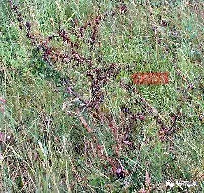 怎么制作丛林山楂盆景的方法