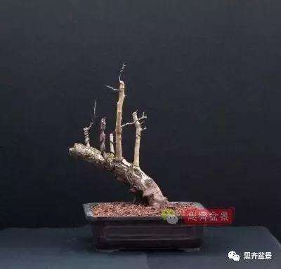 怎么制作丛林山楂盆景的方法