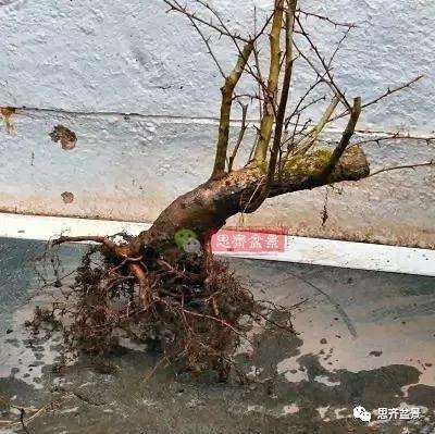 怎么制作丛林山楂盆景的方法