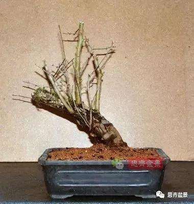 怎么制作丛林山楂盆景的方法