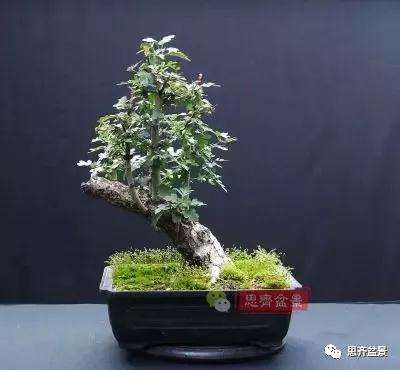 怎么制作丛林山楂盆景的方法