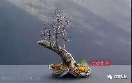 怎么制作丛林山楂盆景的方法