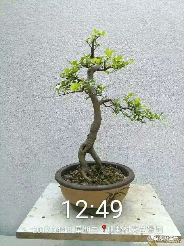 图解 小叶朴树盆景怎么高压制作的方法