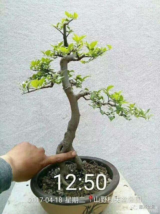 图解 小叶朴树盆景怎么高压制作的方法