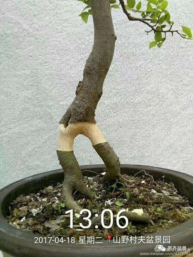 图解 小叶朴树盆景怎么高压制作的方法