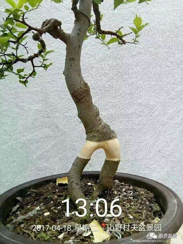 图解 小叶朴树盆景怎么高压制作的方法