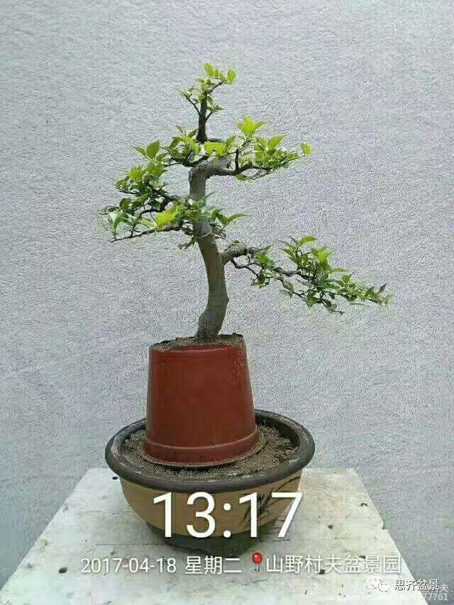 图解 小叶朴树盆景怎么高压制作的方法