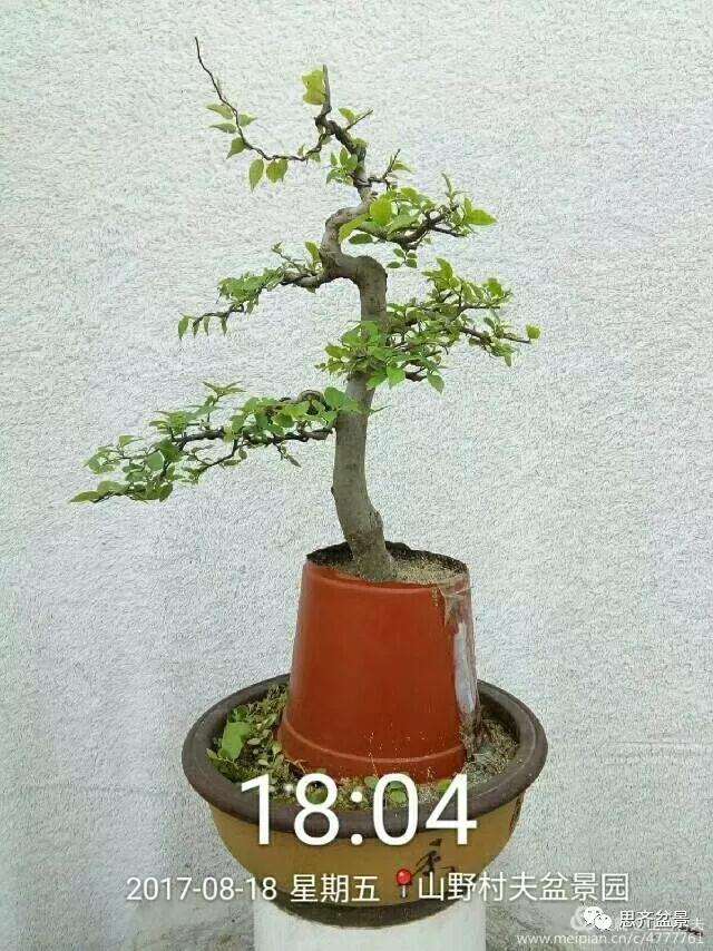 图解 小叶朴树盆景怎么高压制作的方法