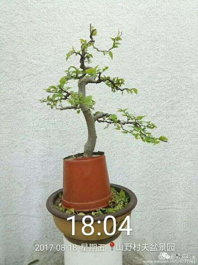 图解 小叶朴树盆景怎么高压制作的方法