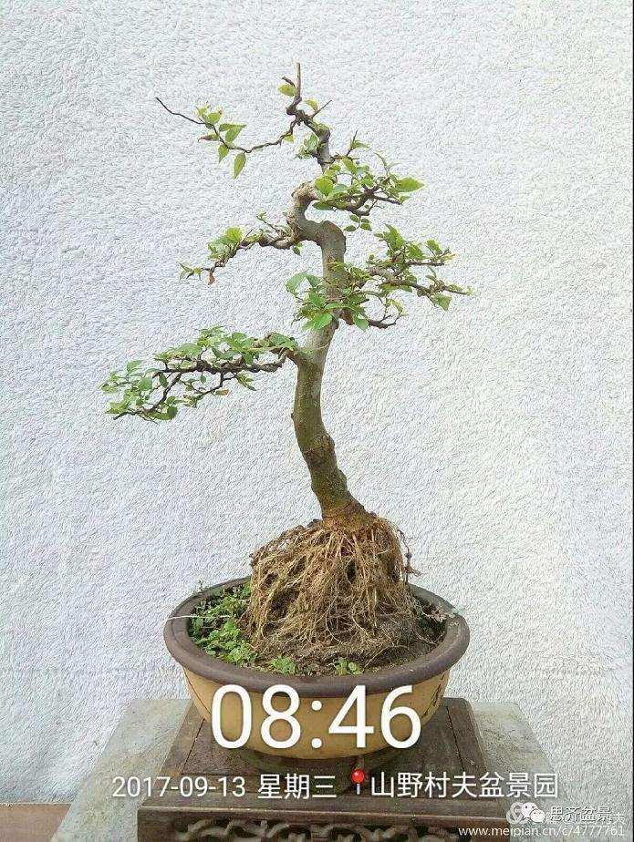 图解 小叶朴树盆景怎么高压制作的方法