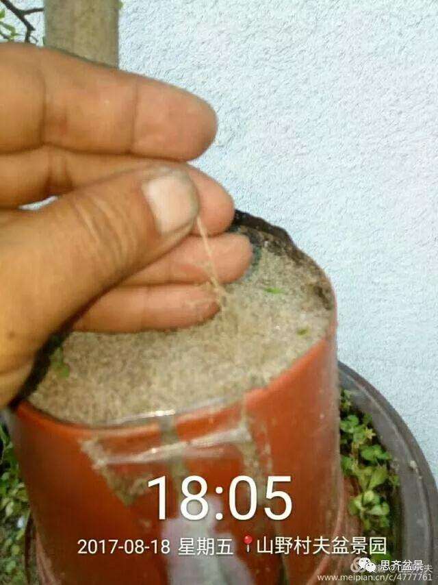 图解 小叶朴树盆景怎么高压制作的方法