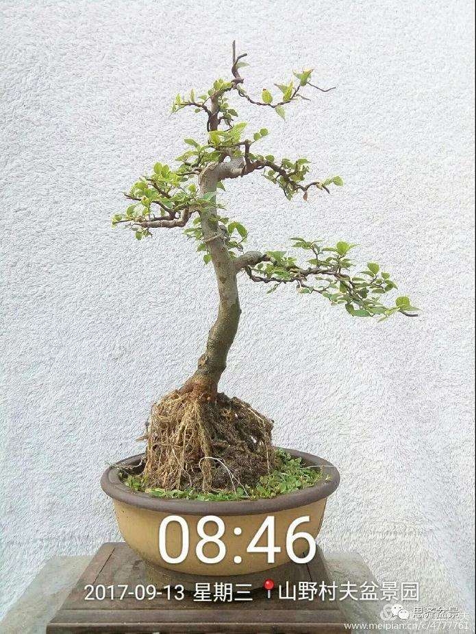 图解 小叶朴树盆景怎么高压制作的方法