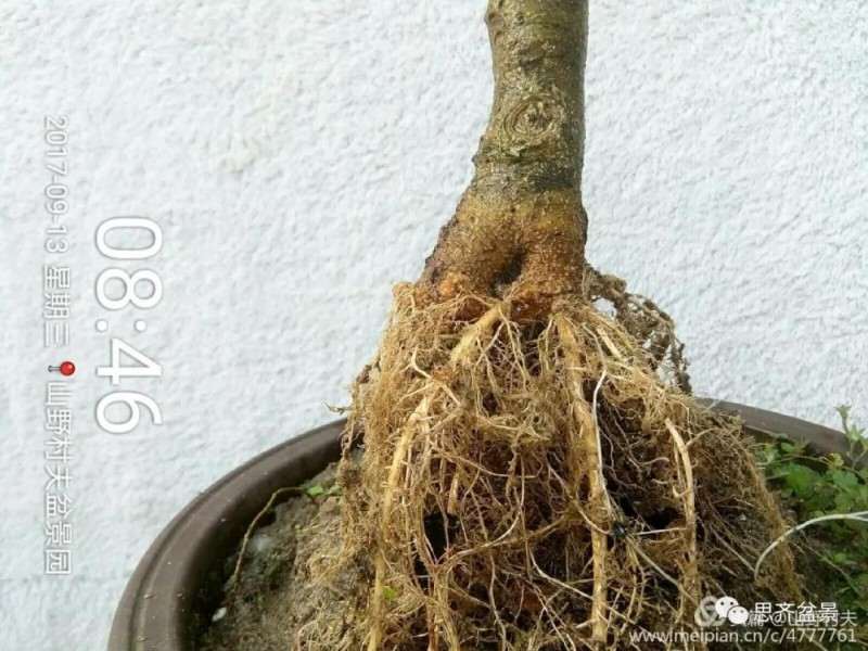 图解 小叶朴树盆景怎么高压制作的方法