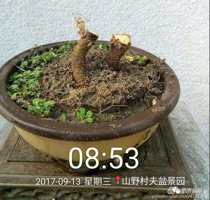 图解 小叶朴树盆景怎么高压制作的方法