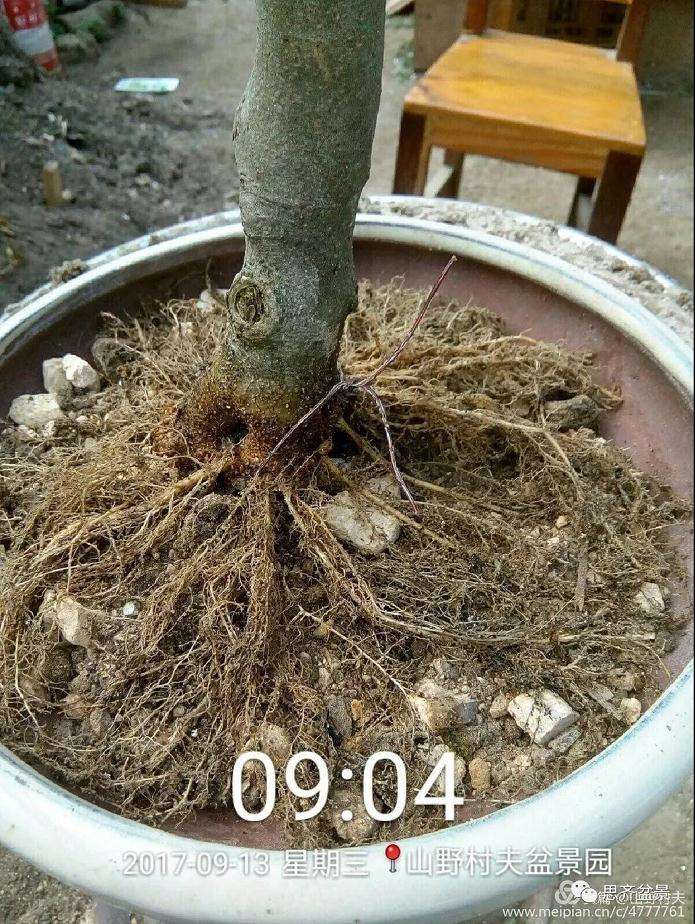 图解 小叶朴树盆景怎么高压制作的方法