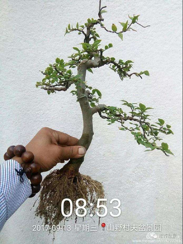 图解 小叶朴树盆景怎么高压制作的方法