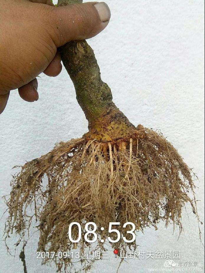 图解 小叶朴树盆景怎么高压制作的方法