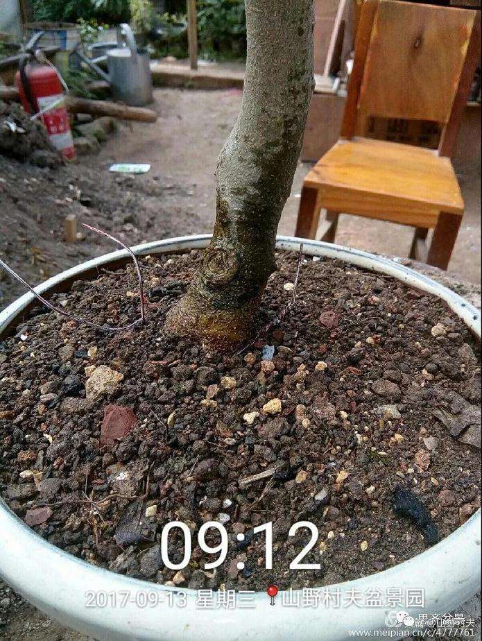 图解 小叶朴树盆景怎么高压制作的方法