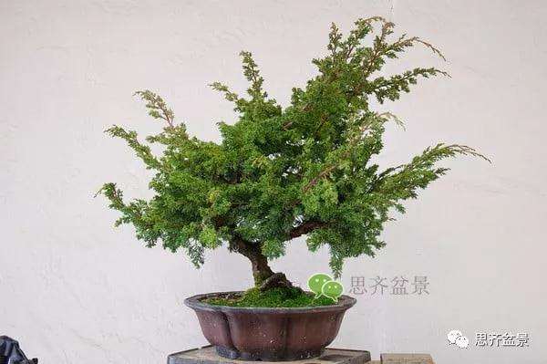 图解 真柏盆景怎么嫁接的方法