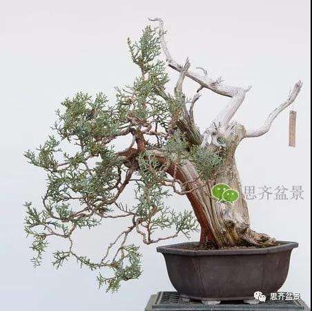 图解 真柏盆景怎么嫁接的方法