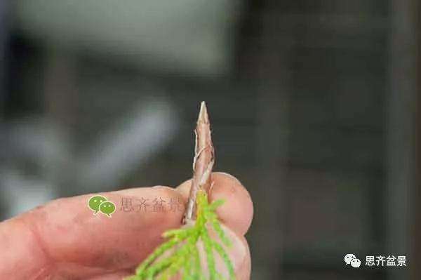 图解 真柏盆景怎么嫁接的方法