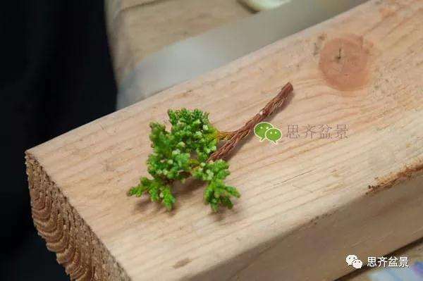 图解 真柏盆景怎么嫁接的方法
