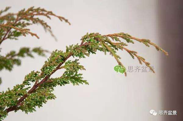 图解 真柏盆景怎么嫁接的方法