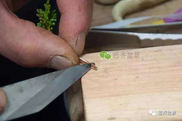 图解 真柏盆景怎么嫁接的方法