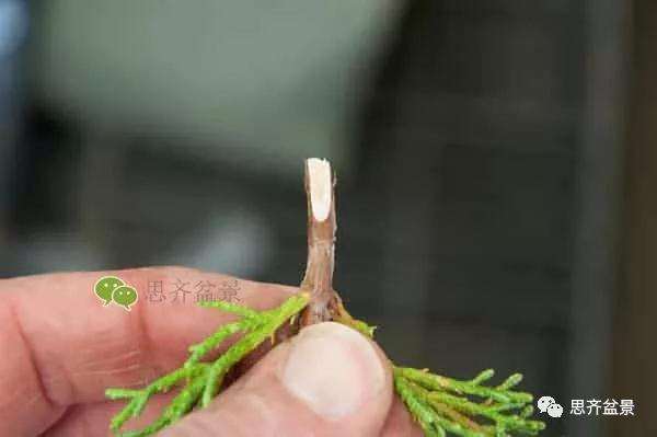 图解 真柏盆景怎么嫁接的方法