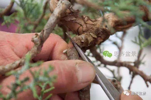 图解 真柏盆景怎么嫁接的方法